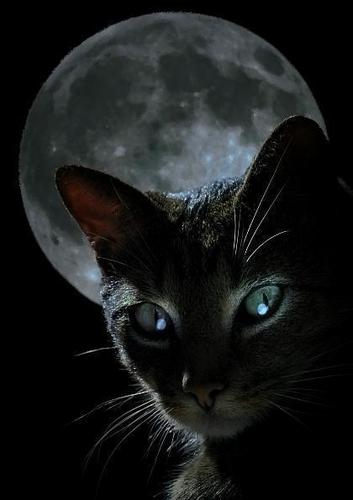  Full Moon Tabby Cat