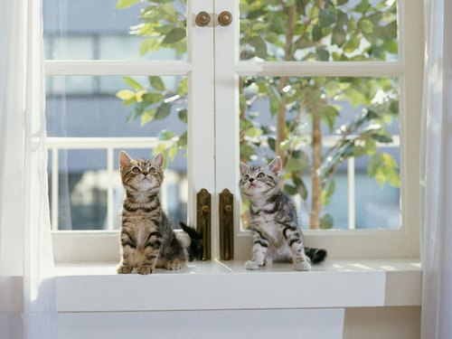  Adorable kitties