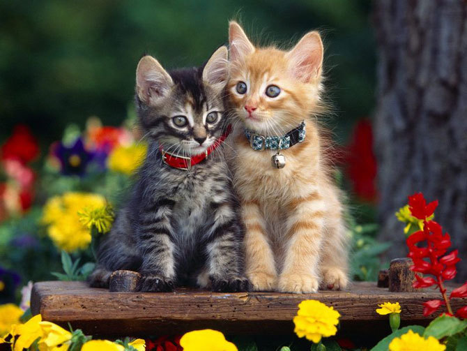 Adorable kitties