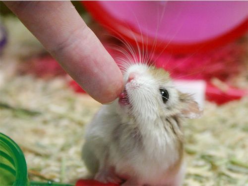 Cute Dwarf Hamster