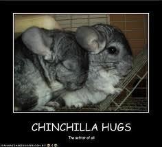  Funny Chinchilla Pictures