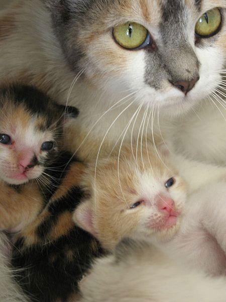Kitties <3