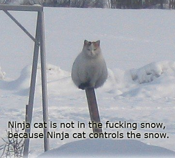  Кошки are ninjas