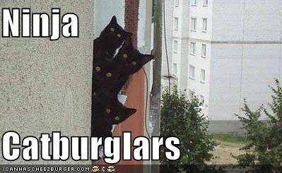  Katzen are ninjas