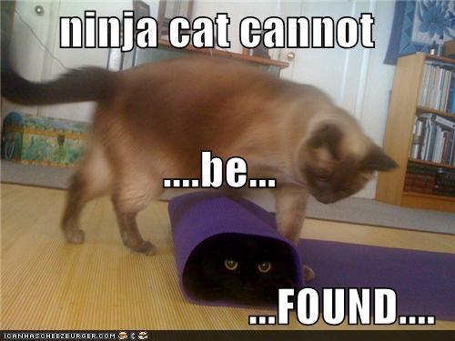  kucing are ninjas