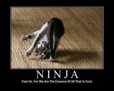  고양이 are ninjas