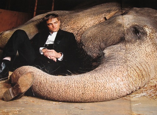  New Pic of Rob Pattinson Snuggling with Rosie the éléphant