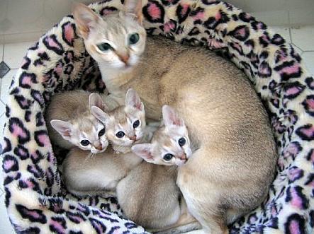  Singapura Cat family