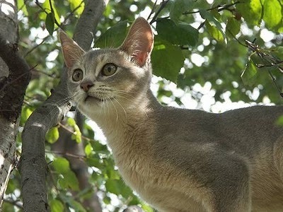  Singapura cat in the trees