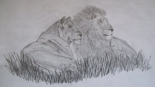  Lovely Lions