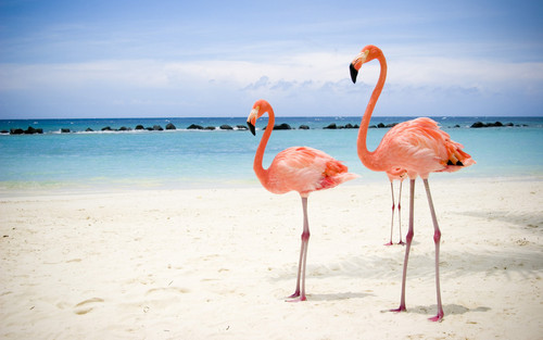my favorite Flamingo.