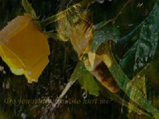  'rain and roses' simple and elegant gambar of TVD