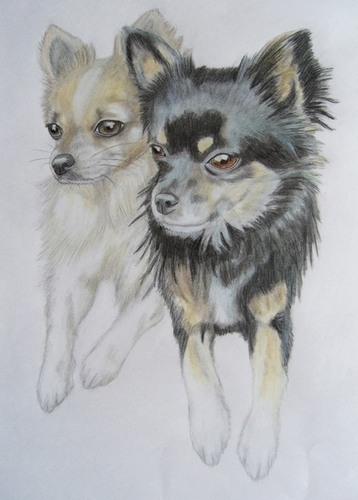  A Lovely Drawing of Chihuahuas