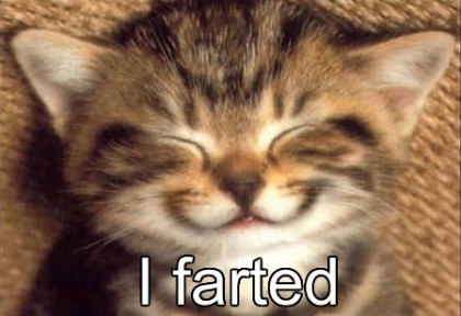  A cat Farted