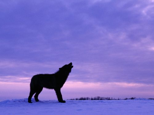 Spirit of the serigala, wolf
