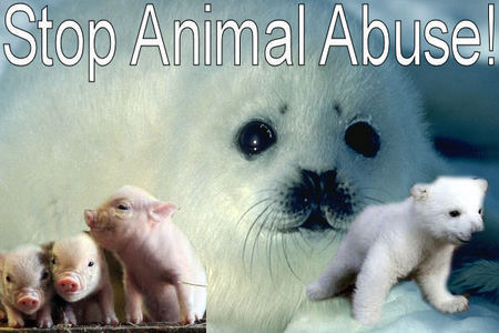  stop animal abuse!