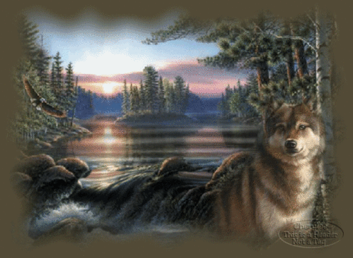  A Special Place For Frances chó sói, sói Lake