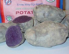  Adirondack Blue Potato
