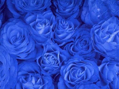  Blue Розы