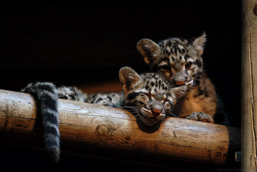  Clouded Leopard Cubs