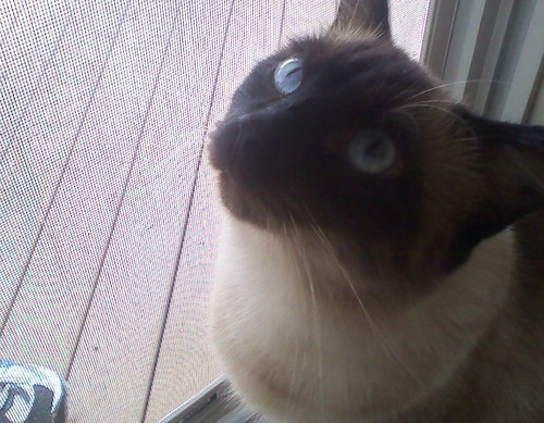  My Siamese Cat, Max