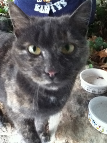  Rosalie,My Cat