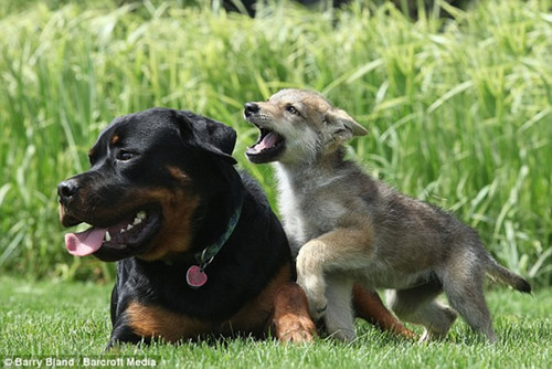  rottweiler, रोट्विइलर adopts abandoned 8 week old भेड़िया baby