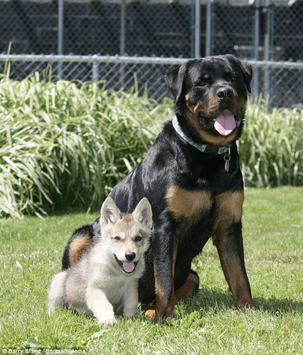 Rottweiler adopts abandoned 8 week old wolf baby 