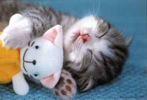  A cat sleeping with a toy(: