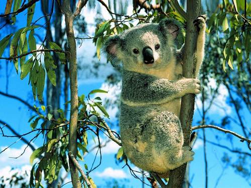  Cute Cuddly Koala