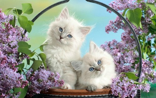  Kitties!!!