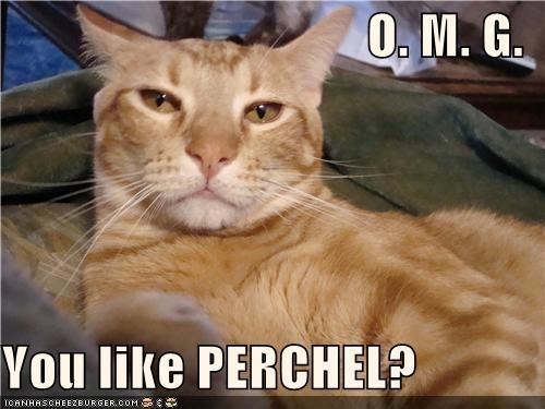  Percabeth cat is not amused.