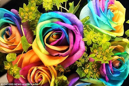  arco iris, arco-íris rosas