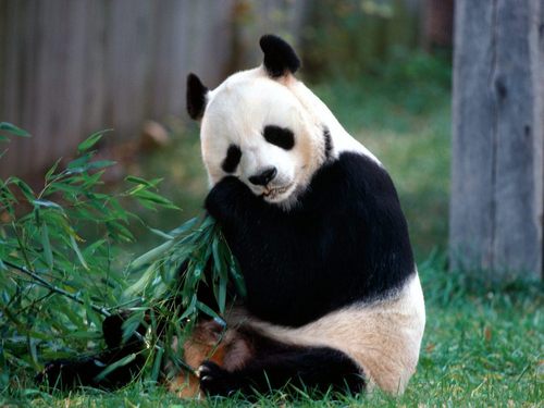  Save The Panda Bears!