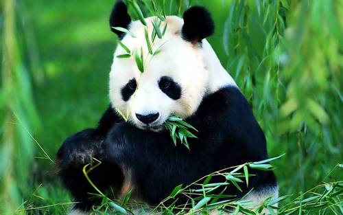  Save The Panda Bears!