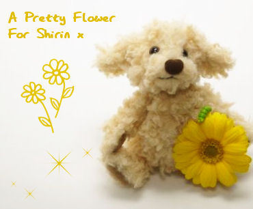  A Pretty fleur For Shirin x