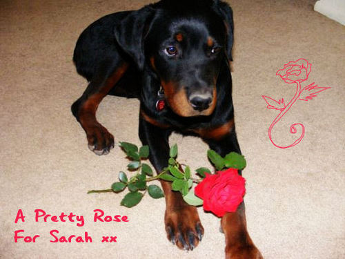  A Pretty Rose For Sarah xx