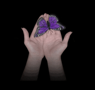  Purple borboleta