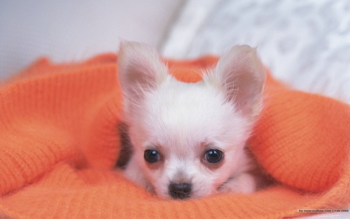 The Sweet Chihuahua
