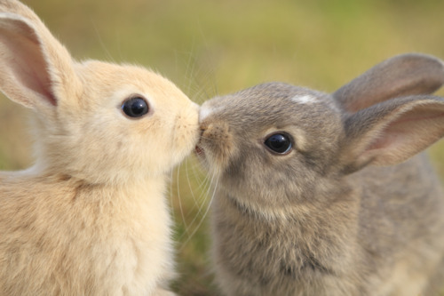  bunny 爱情