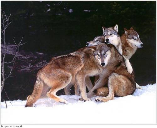  狼, オオカミ 画像