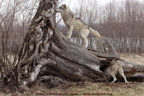  狼, オオカミ 画像