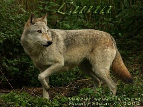  serigala, wolf imej