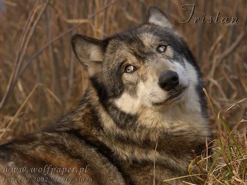 wolf images