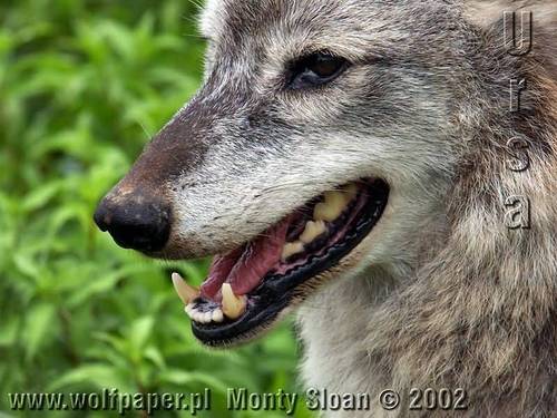  loup images