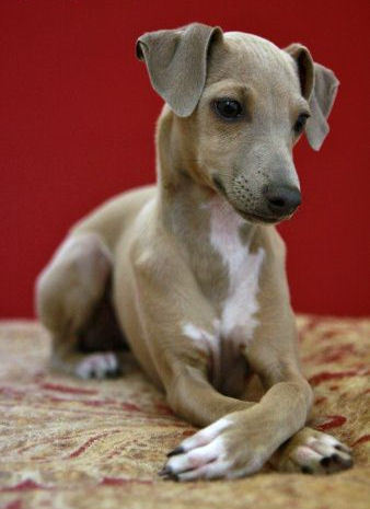  A Gorgeous Greyhound cucciolo for Sarah ❤