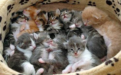  kittens ~ kucing