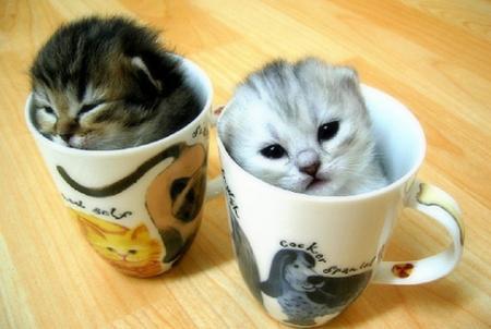 Kittens ~ Cats