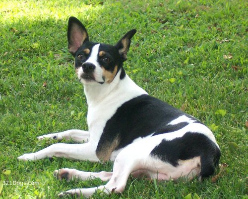  ratto terrier