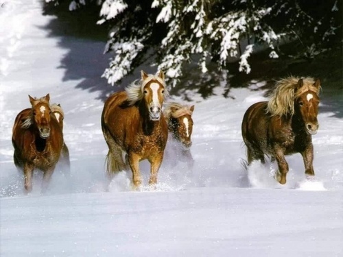  Snow chevaux